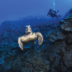 Underwater closeup of a sea turtle and a scuba diver in the background 